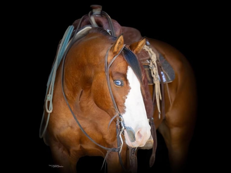 Paint Horse Caballo castrado 6 años 157 cm Castaño rojizo in Canyon, TX