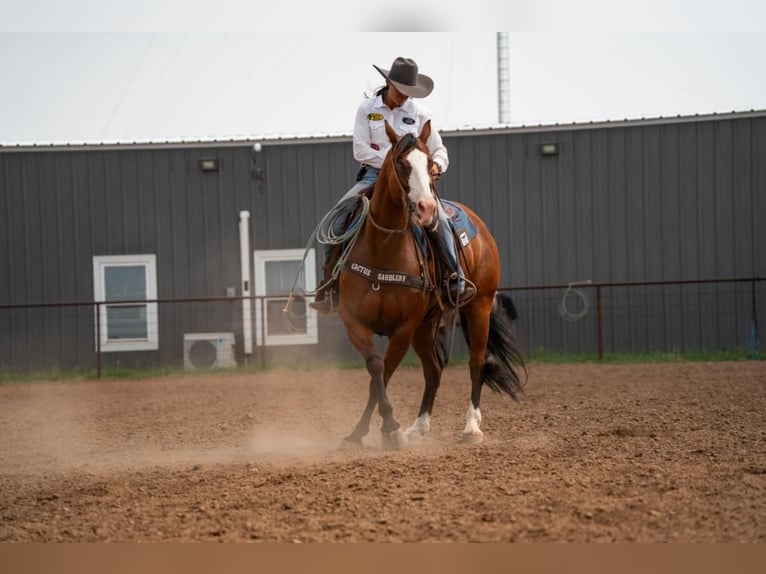 Paint Horse Caballo castrado 6 años 157 cm Castaño rojizo in Canyon, TX