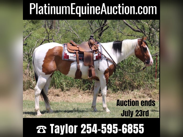 Paint Horse Caballo castrado 6 años 157 cm Tobiano-todas las-capas in Eastland TX