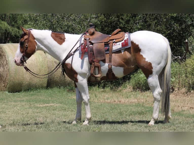 Paint Horse Caballo castrado 6 años 157 cm Tobiano-todas las-capas in Eastland TX