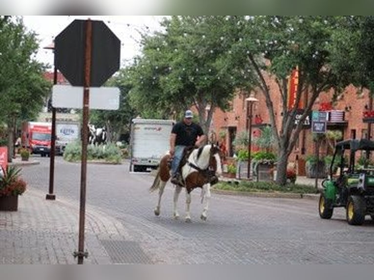 Paint Horse Caballo castrado 6 años 157 cm Tobiano-todas las-capas in Eastland TX