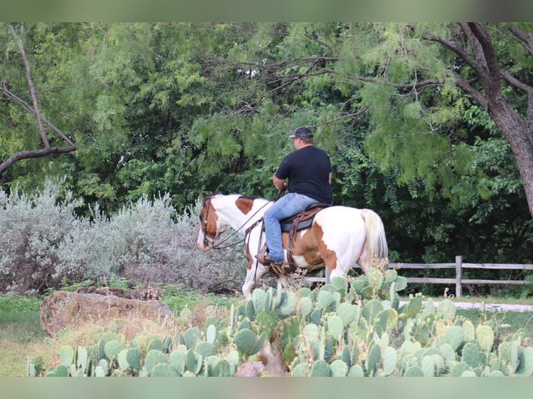 Paint Horse Caballo castrado 6 años 157 cm Tobiano-todas las-capas in Eastland TX