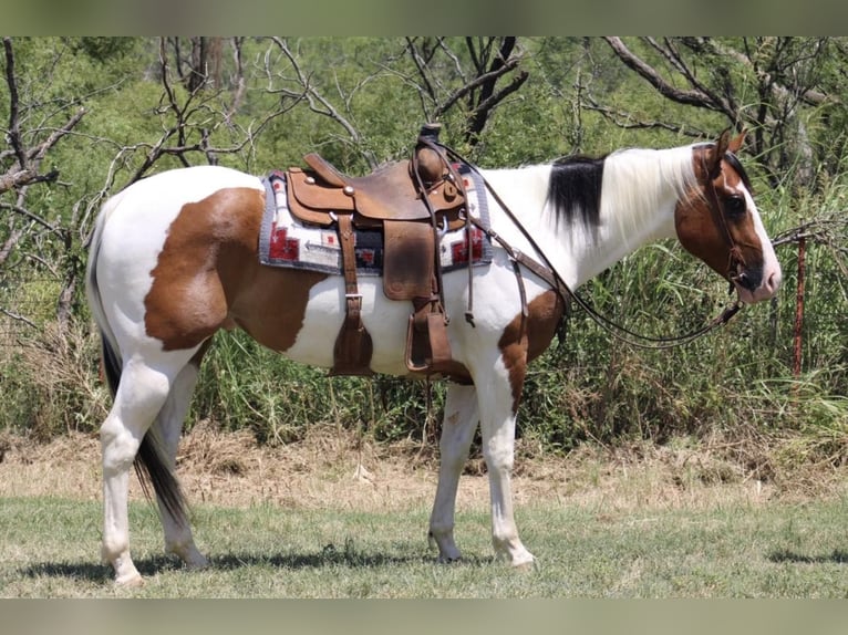 Paint Horse Caballo castrado 6 años 157 cm Tobiano-todas las-capas in Eastland TX