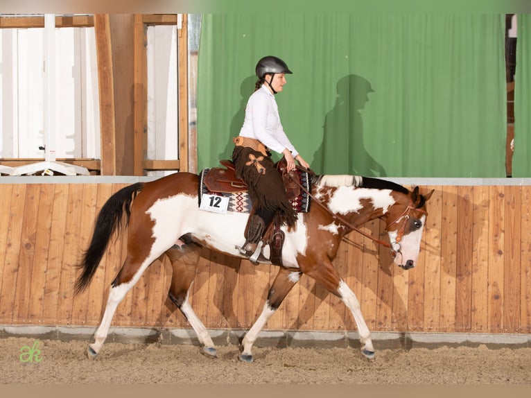 Paint Horse Caballo castrado 6 años 158 cm Pío in Sontra