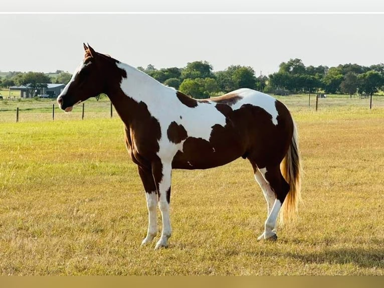 Paint Horse Caballo castrado 6 años 160 cm Pío in Madill