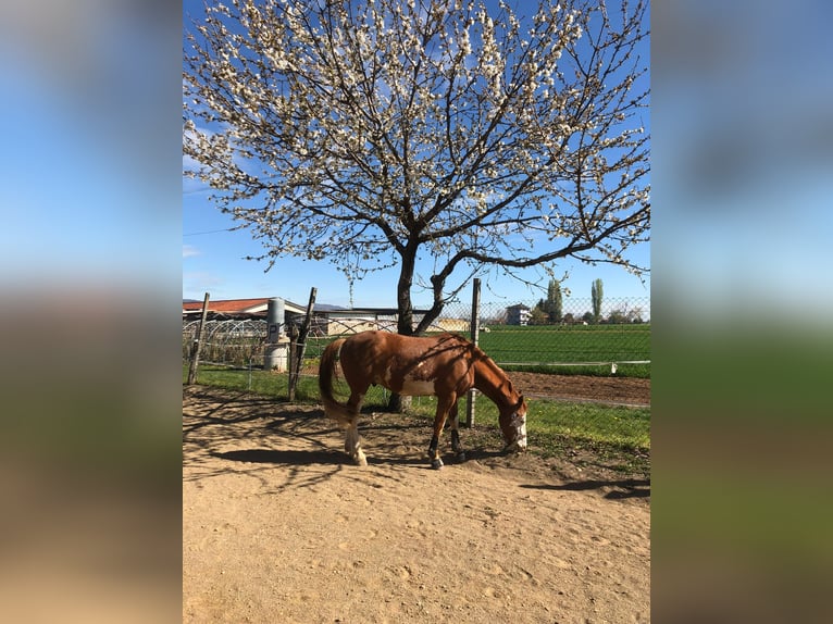 Paint Horse Caballo castrado 6 años 162 cm Pío in Caraglio