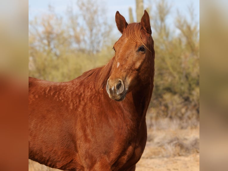 Paint Horse Caballo castrado 6 años 168 cm Alazán rojizo in New River, AZ