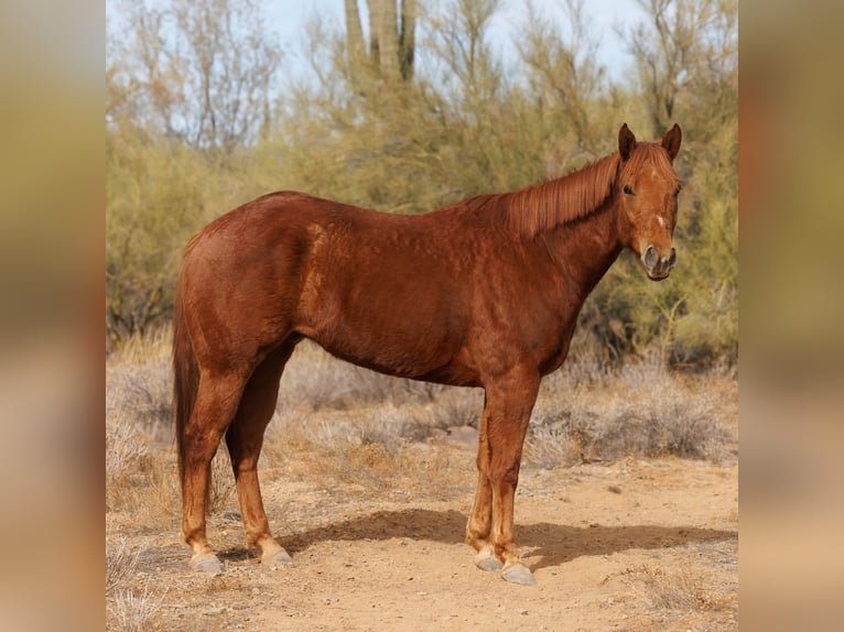 Paint Horse Caballo castrado 6 años 168 cm Alazán rojizo in New River, AZ