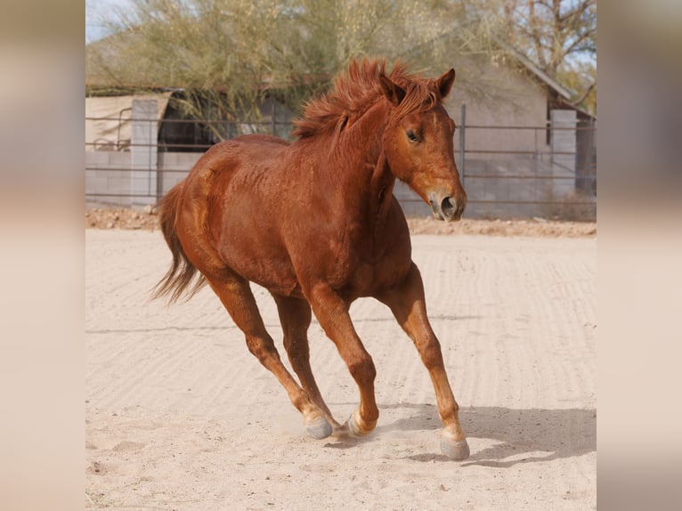 Paint Horse Caballo castrado 6 años 168 cm Alazán rojizo in New River, AZ