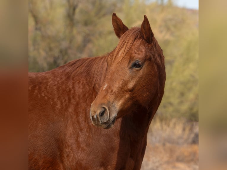 Paint Horse Caballo castrado 6 años 168 cm Alazán rojizo in New River, AZ