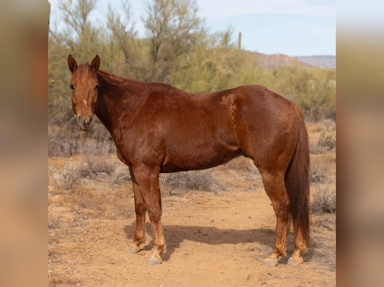 Paint Horse Caballo castrado 6 años 168 cm Alazán rojizo in New River, AZ