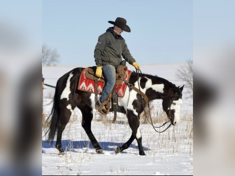 Paint Horse Caballo castrado 6 años Negro in Sonora