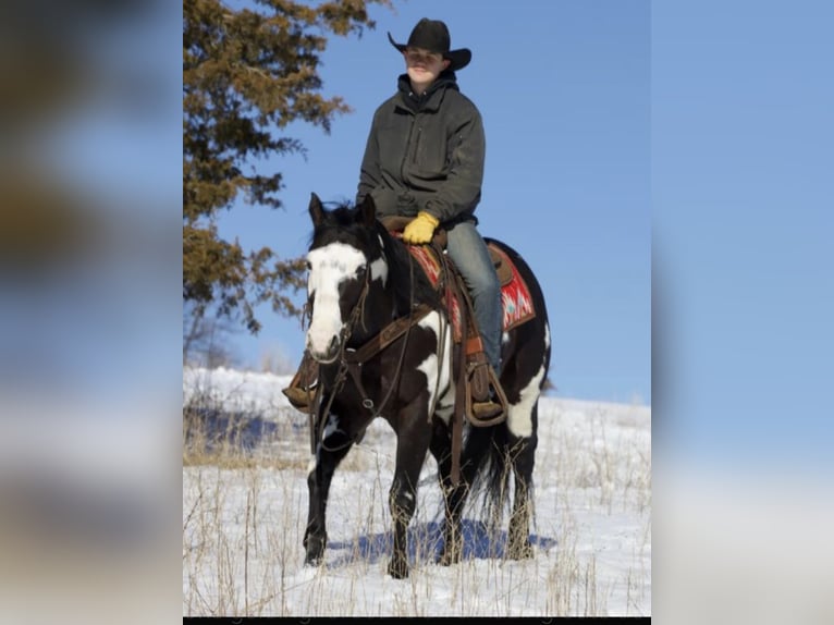 Paint Horse Caballo castrado 6 años Negro in Sonora
