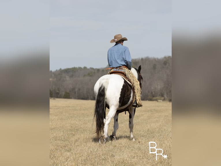 Paint Horse Caballo castrado 6 años Tobiano-todas las-capas in Mountain Grove MO