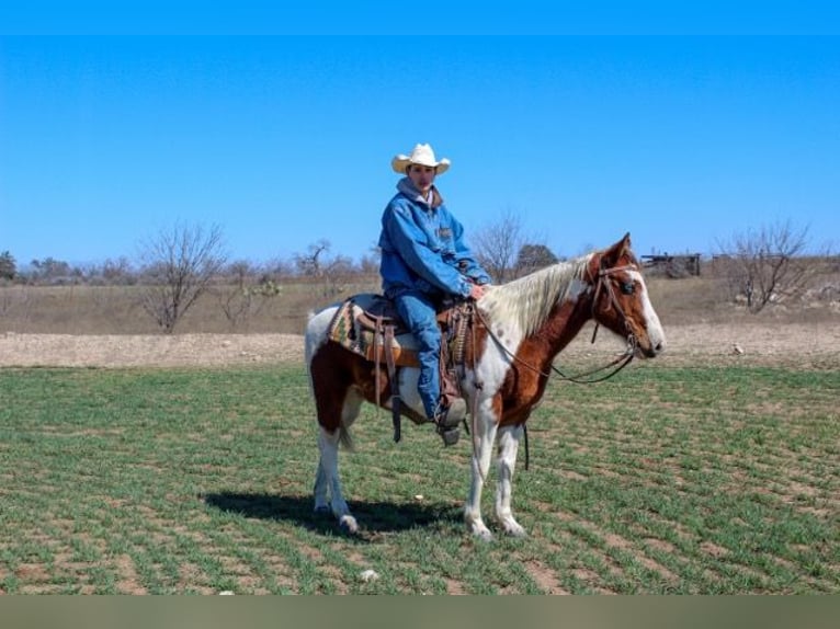 Paint Horse Caballo castrado 7 años 132 cm Tobiano-todas las-capas in Mullin