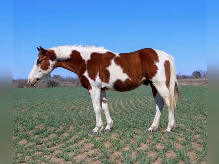 Paint Horse Caballo castrado 7 años 132 cm Tobiano-todas las-capas in Mullin