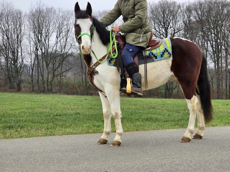 Paint Horse Mestizo Caballo castrado 7 años 142 cm Pío in Linkenbach