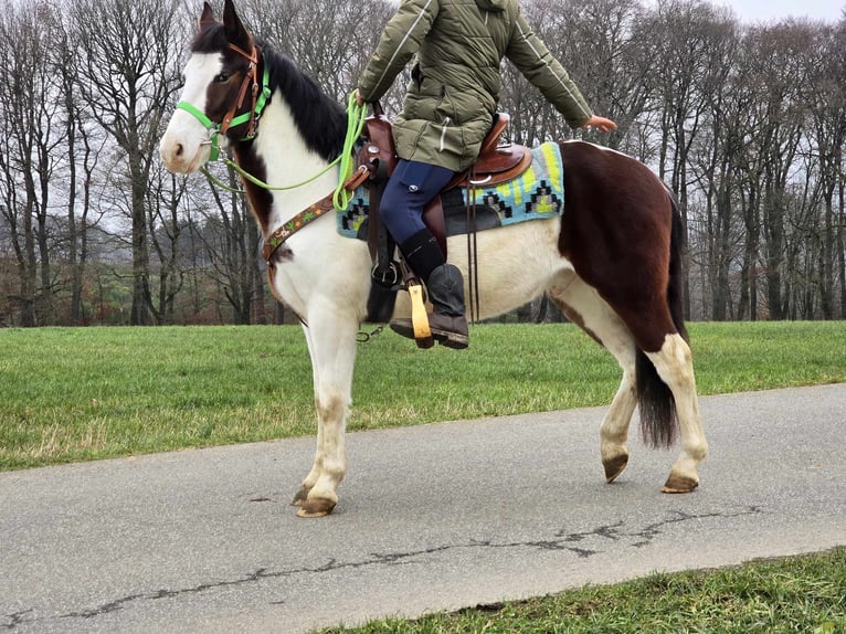 Paint Horse Mestizo Caballo castrado 7 años 142 cm Pío in Linkenbach