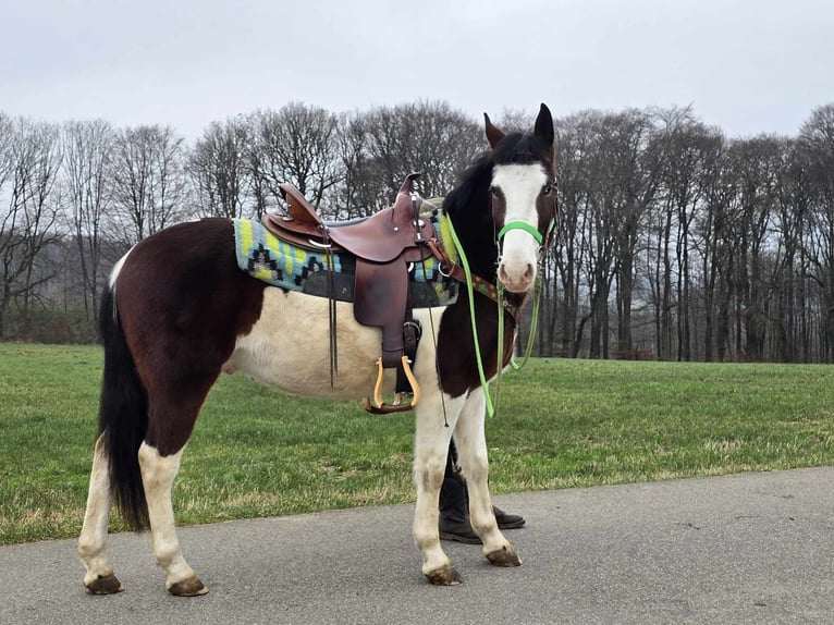 Paint Horse Mestizo Caballo castrado 7 años 142 cm Pío in Linkenbach