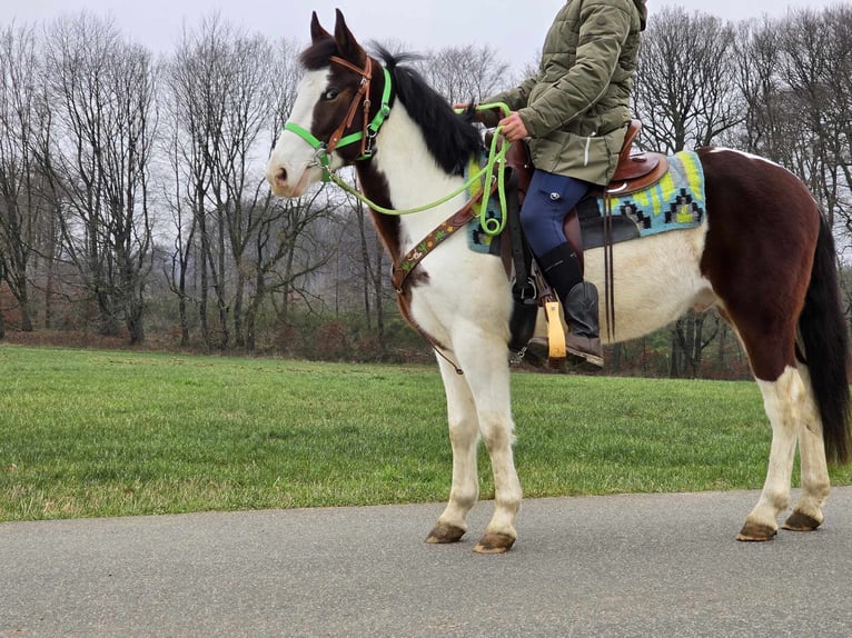 Paint Horse Mestizo Caballo castrado 7 años 142 cm Pío in Linkenbach