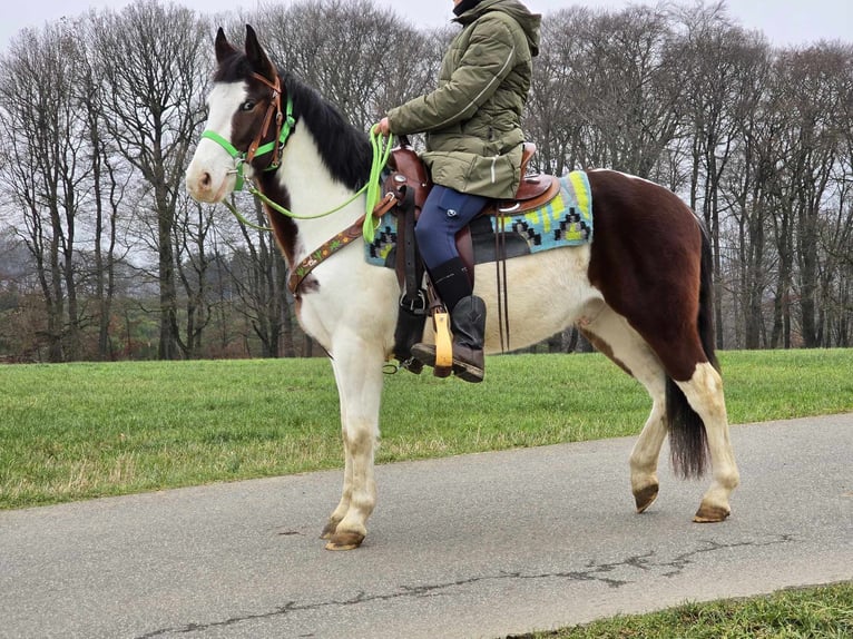 Paint Horse Mestizo Caballo castrado 7 años 142 cm Pío in Linkenbach