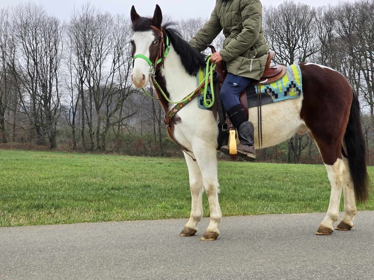 Paint Horse Mestizo Caballo castrado 7 años 142 cm Pío in Linkenbach