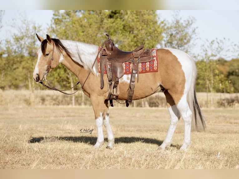 Paint Horse Caballo castrado 7 años 147 cm Buckskin/Bayo in Ravenna, TX