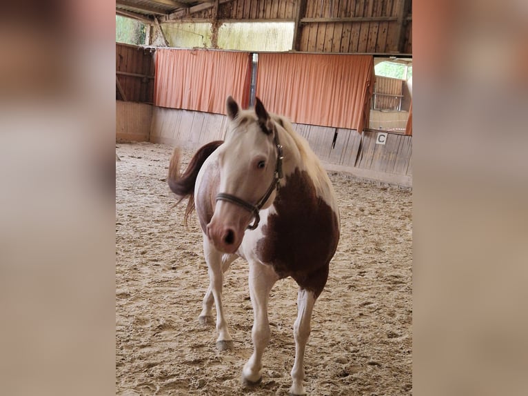 Paint Horse Caballo castrado 7 años 149 cm in Herrenberg