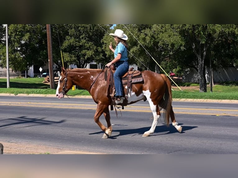 Paint Horse Caballo castrado 7 años 150 cm Alazán rojizo in Kaufman