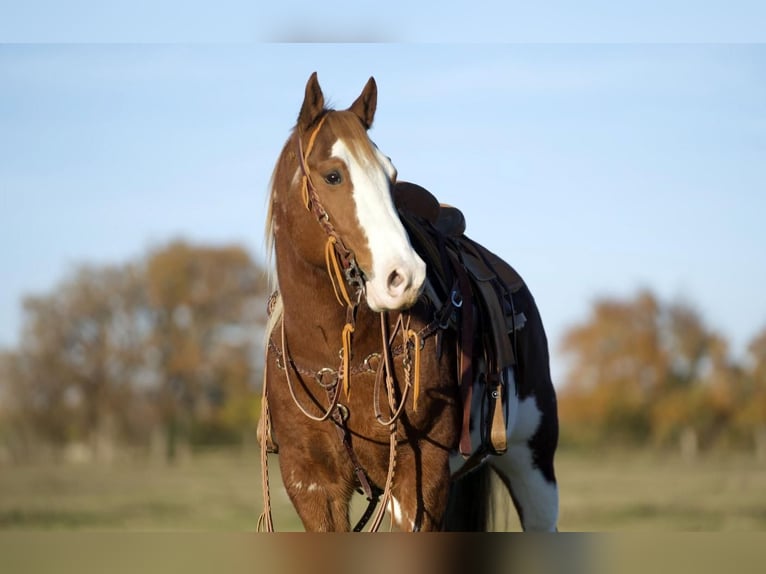 Paint Horse Caballo castrado 7 años 150 cm Alazán rojizo in Kaufman