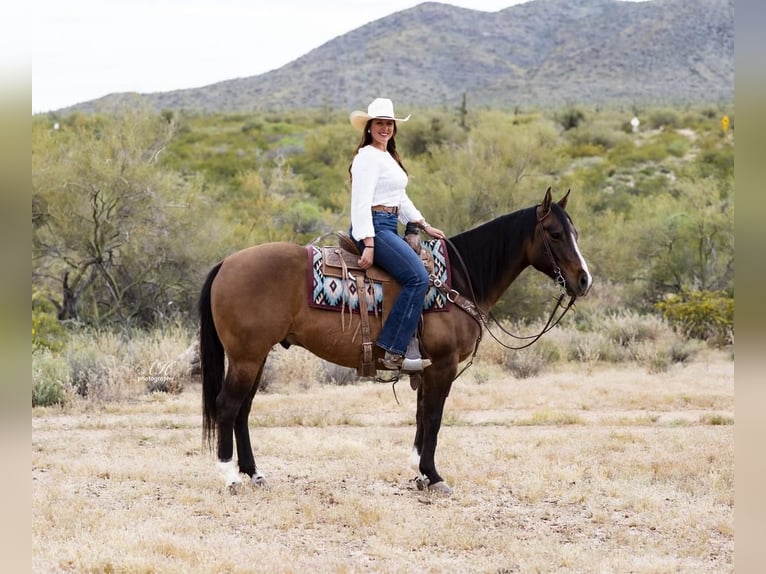 Paint Horse Caballo castrado 7 años 150 cm Bayo in Aguila, AZ