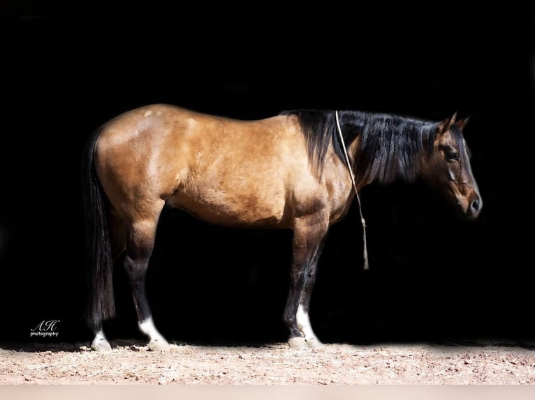Paint Horse Caballo castrado 7 años 150 cm Bayo in Aguila, AZ
