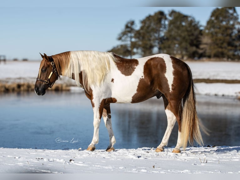 Paint Horse Caballo castrado 7 años 150 cm in Canistota, SD