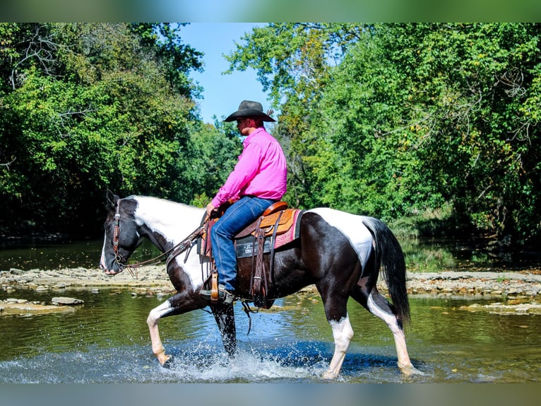 Paint Horse Caballo castrado 7 años 150 cm in FLEMINGSBURG, KY