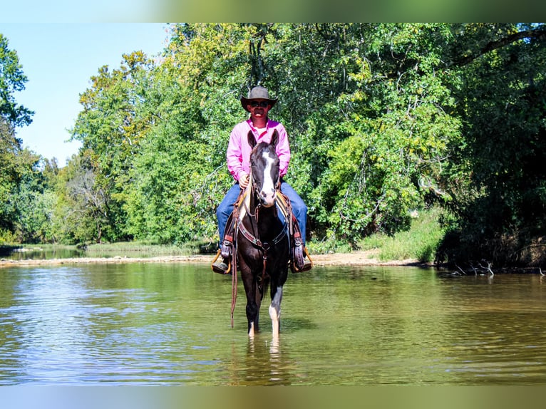 Paint Horse Caballo castrado 7 años 150 cm in FLEMINGSBURG, KY