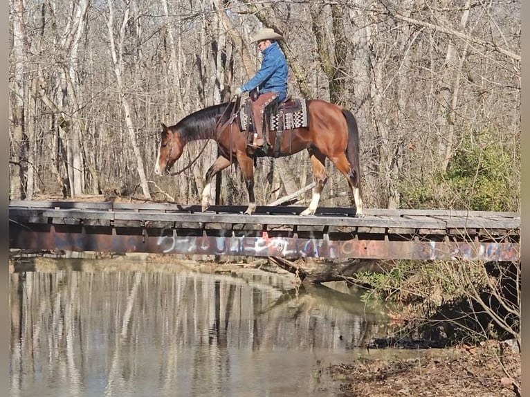 Paint Horse Caballo castrado 7 años 150 cm Castaño rojizo in Robards, KY