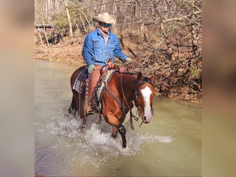 Paint Horse Caballo castrado 7 años 150 cm Castaño rojizo in Robards, KY