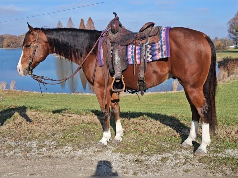 Paint Horse Caballo castrado 7 años 150 cm Castaño rojizo in Robards, KY