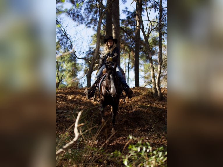 Paint Horse Caballo castrado 7 años 150 cm Negro in Huntsville, TX