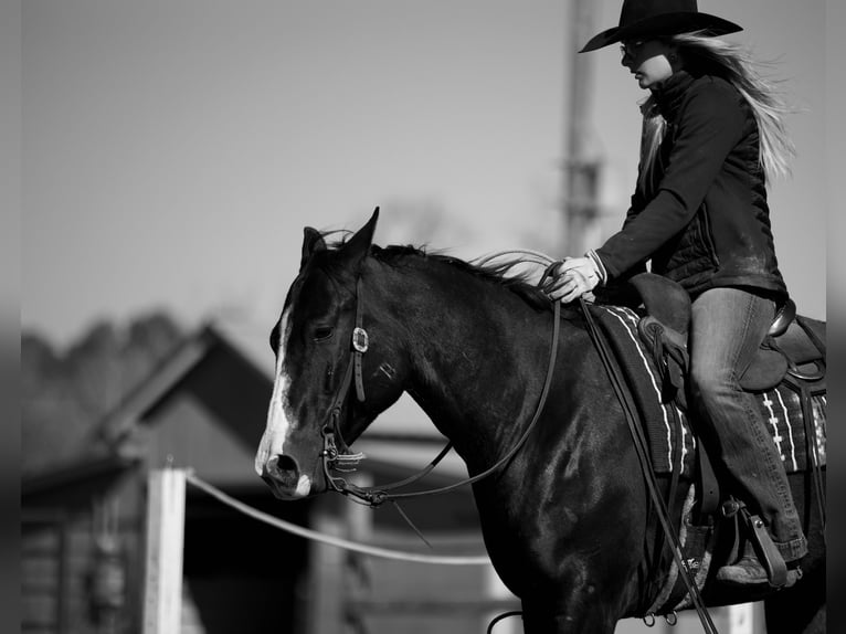 Paint Horse Caballo castrado 7 años 150 cm Negro in Huntsville, TX