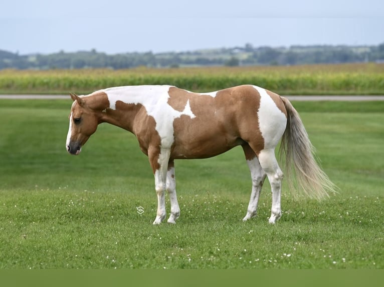 Paint Horse Caballo castrado 7 años 150 cm Palomino in Randolph, MN