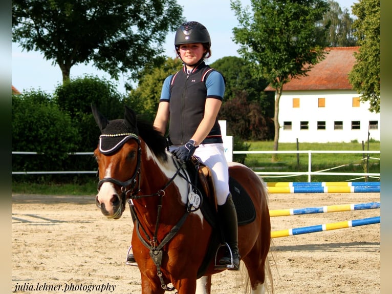 Paint Horse Caballo castrado 7 años 150 cm Pío in Altötting