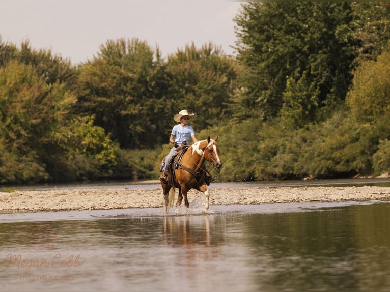 Paint Horse Caballo castrado 7 años 150 cm Pío in Caldwell