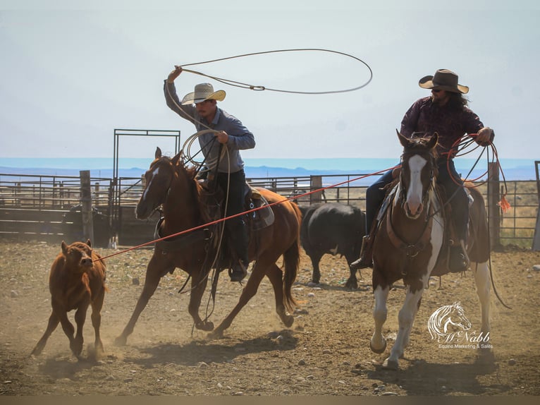 Paint Horse Caballo castrado 7 años 152 cm Alazán-tostado in Cody