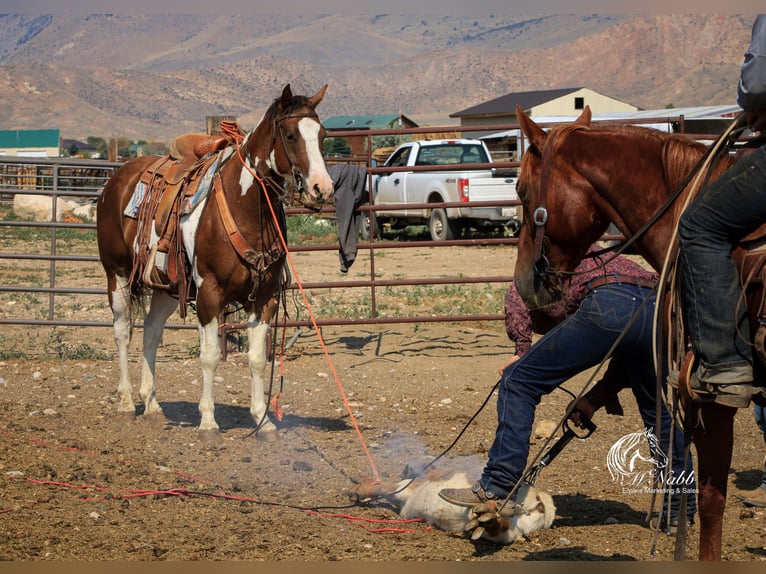 Paint Horse Caballo castrado 7 años 152 cm Alazán-tostado in Cody