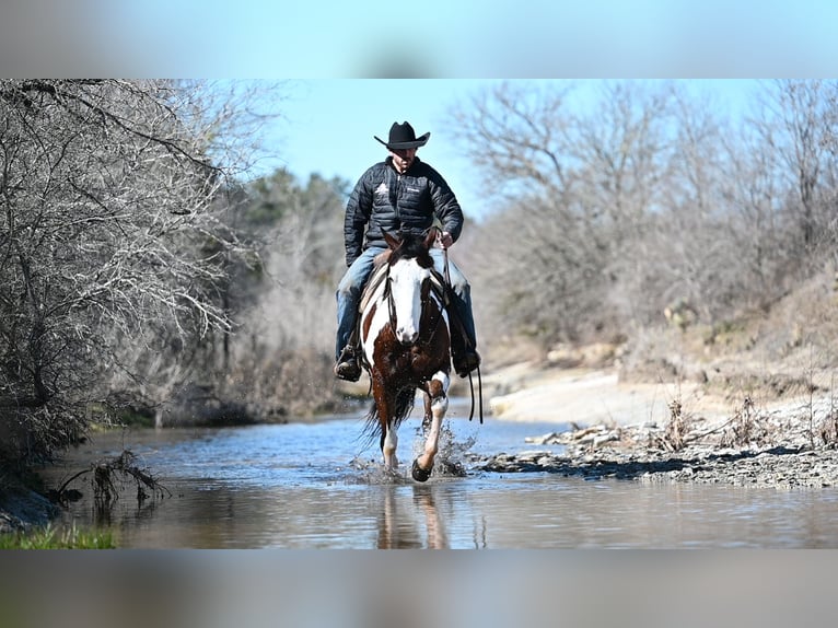 Paint Horse Caballo castrado 7 años 152 cm Castaño rojizo in Waco, TX