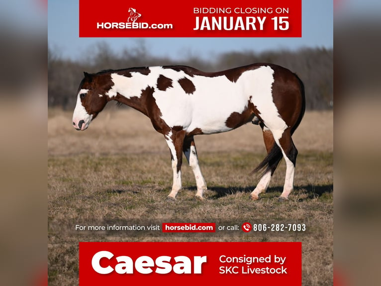 Paint Horse Caballo castrado 7 años 152 cm Castaño rojizo in Waco, TX