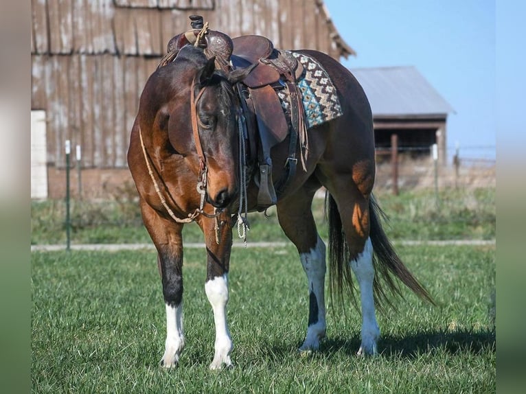 Paint Horse Caballo castrado 7 años 152 cm Castaño rojizo in Buffalo, MO