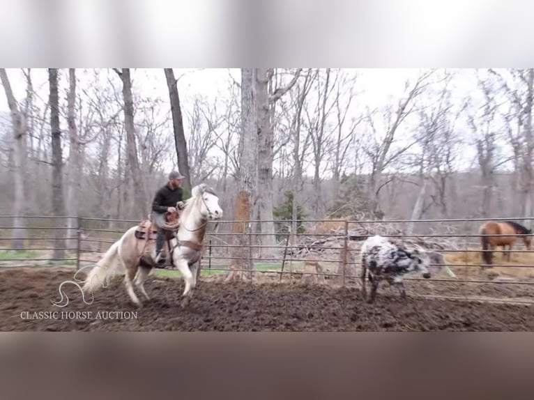 Paint Horse Caballo castrado 7 años 152 cm Grullo in Gerald, MO