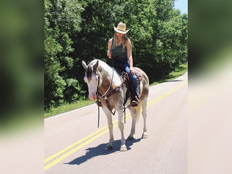 Paint Horse Caballo castrado 7 años 152 cm Grullo in Gerald, MO